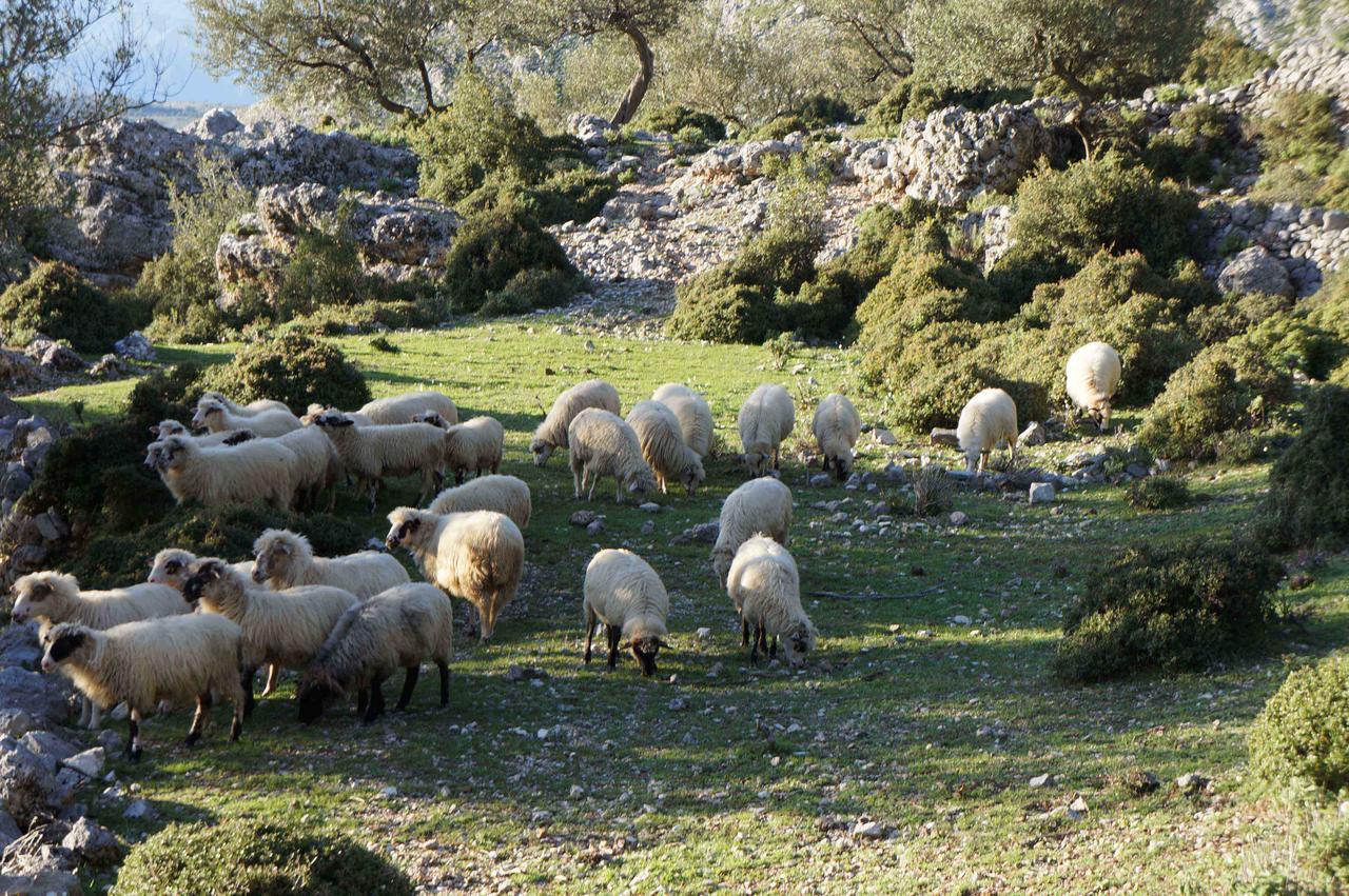 Les Villas De Qeparo Kültér fotó